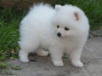 Pomeranian spitz yavrular