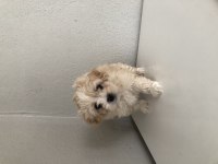 Ped eğitimli minik maltipoo bebek