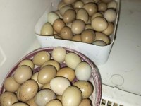 Çin bıldırcın sahiplendirme ve kuluçkalık yumurtası