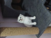 KALİTEDE TEK ADRES SHOWROOM CINS KEDİLERİMİZ