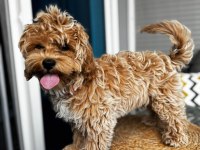 Oya adlı 4 aylık dişi köpeğimize ev arıyoruz
