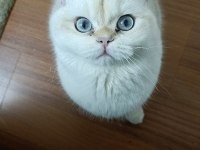 British Longhair Kedisi