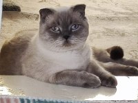 Scottish Fold 2 aylık
