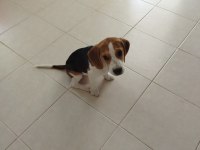 4 aylık safkan beagle