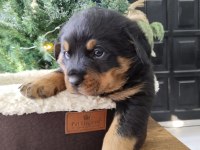 İri kafa üst kalite rottweiler yavrular