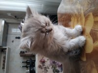 Dişi british longhair kedisi