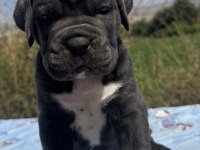 A şecereli cane corso yavrular