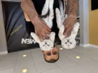En güzel scottısh yavrular Ankara mağazamızda 