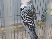 ŞOV MUHABBET KUŞU