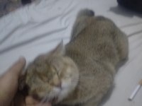 2 yaşında british longhair