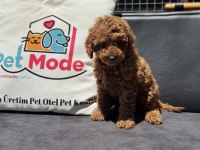 Ruhsatlı çiftlikde ziyarete açık toy poodle yavrular
