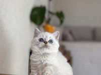 British Shorthair Yavrularım 