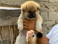 Akita Bebekler