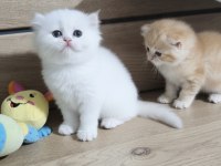 British shorthair ny1233 erkek