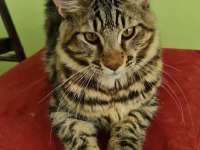 Main coon 4 aylık