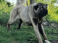 KALİTELİ KANGAL YAVRULARI