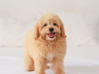 DİŞİ MALTİPOO YAVRUMUZ YENİ YUVASINI ARIYOR