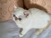 Exotic shorthair yavru