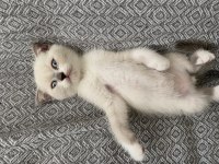 Yavru british shorthair