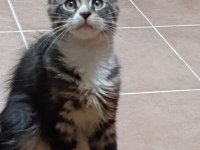 XXL DEV MAİNE COON İRİ KAN HATTI