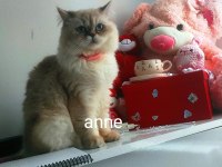 BİRİTİSH YAVRUSU KEDİMİZ