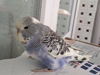 RENK GÜZELİ PARÇALI BEBEK MUHABBET KUŞU