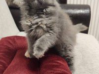 Safkan A kalite 1 buçuk aylık kedimiz mila