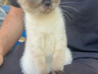 Siyam kedisi bebek