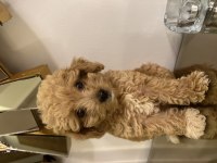 SAFKAN POODLE YAVRU