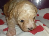 25 günlük rezerveye açık maltipoo yavrular