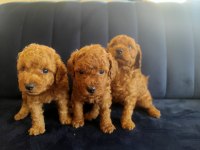 Mükemmel toy poodle yavrularımız