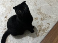 Çok akıllı temas bağımlısı scottish fold