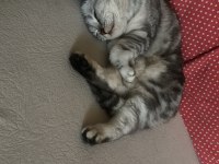 Scottish kızıma çiftleşecek damat adayı arıyorum