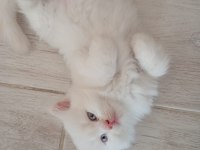 DİŞİ ERKEK YAVRULAR KEDİMİZ