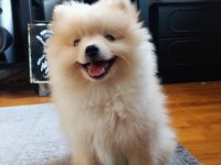 Pamuk minik pomeranian eğitimli
