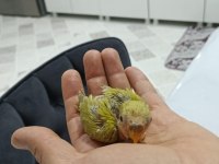 EL BESLEME SEVDA PAPAĞANI BEBELER