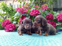 Chocolatte tan mini sosis dachshund yavrular