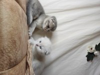 Muhteşem mavi göz ve tip scottish fold