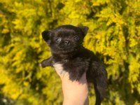chihuahua yavruları şehir dışına gönderim sağlanır