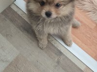 Bu kalite köpeğimizi görmeden geçme!