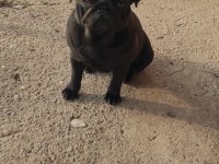 Yetişkin pug mops dişiler