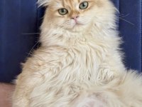 British longhair golden ny13 erkek