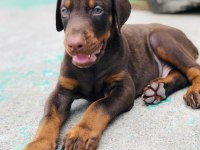 ÜST KALİTE DOBERMAN YAVRULARI