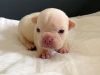 REZERVASYON HAZIR FRENCH BULLDOG YAVRULAR