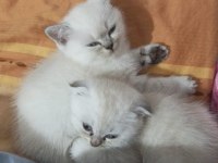 ORİJİNAL BRİTİSH YAVRU