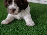 Morkie erkek yavrumuz