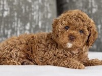 Toy Poodle Sağlıklı Köpekler