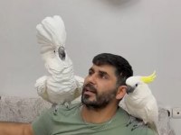 Evcil umberalla dişi kakadu konuşuyor