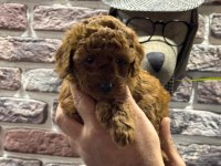 TOY POODLE KORE KAN