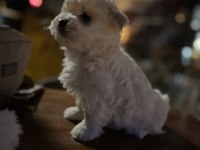Kore maltese terrier